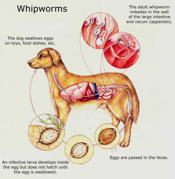 Image result for ascariasis in dogs