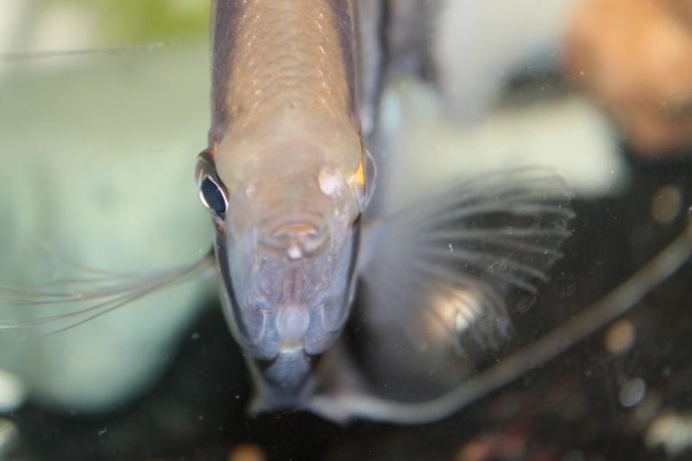 Hole in the Head Disease in Fish, Causes, Symptoms, Treatment