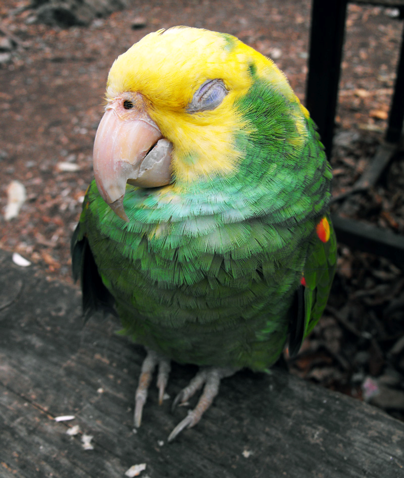 Parrot Fever In Birds