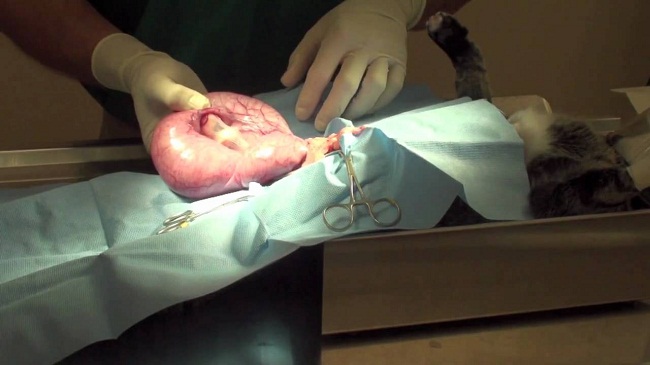 Pyometra in Cats Causes, Symptoms, Treatment, Prevention
