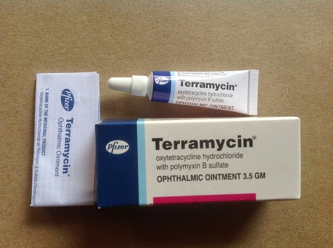 Terramycin for Cats Uses, Dosage, Side Effects
