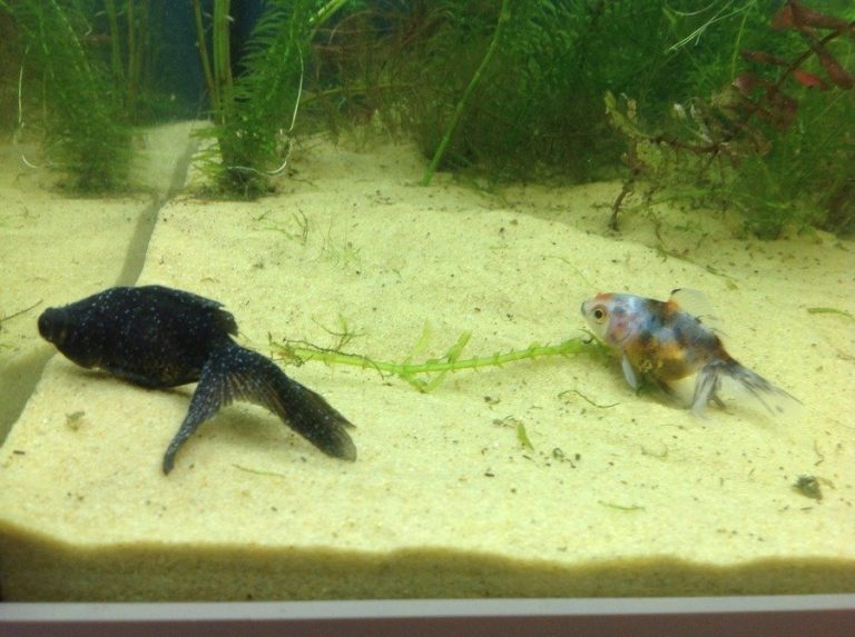 Ich on Fish Disease Symptoms, Causes, Treatment