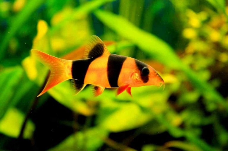 Clown Loach Fish Info, Care Sheet, Compatibility, Pictures