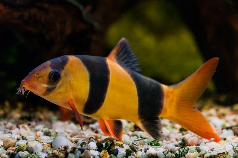 Clown Loach Fish Info, Care Sheet, Compatibility, Pictures