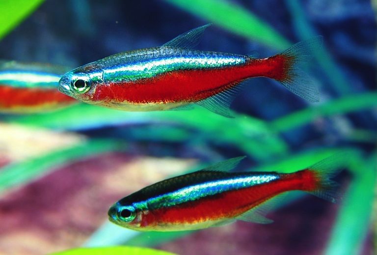 Cardinal Tetra Fish Info, Care Sheet, Fun Facts, Tank Mates, Pictures