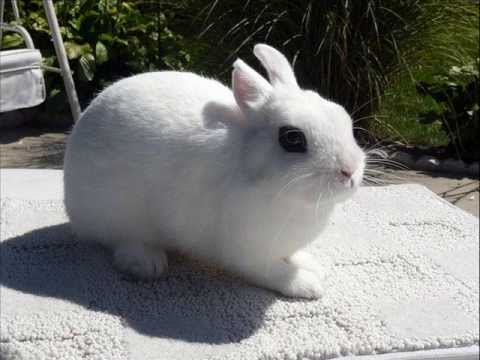 dwarf hotot