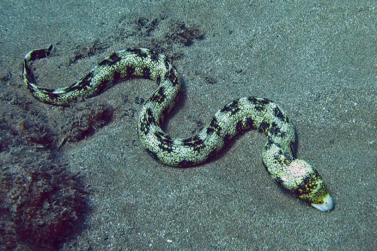 Snowflake Eel Facts, Care Sheet, Compatibility, Pictures