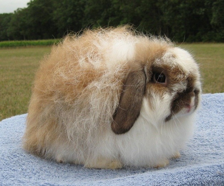 fluffy lop eared rabbit