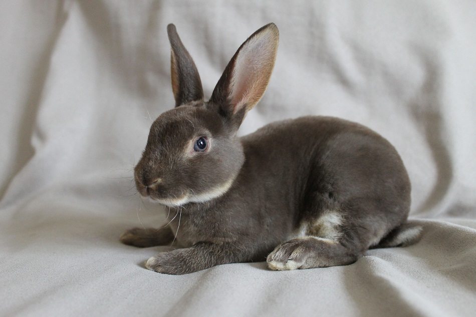 blue otter mini rex