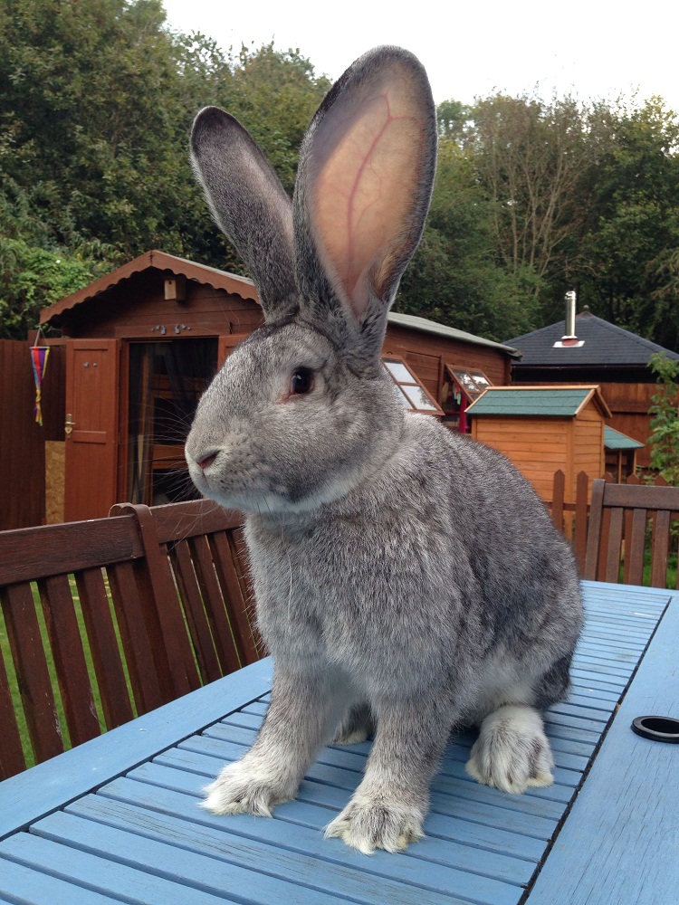 Continental Giant Rabbit: Facts, Temperament, Care, with Pictures