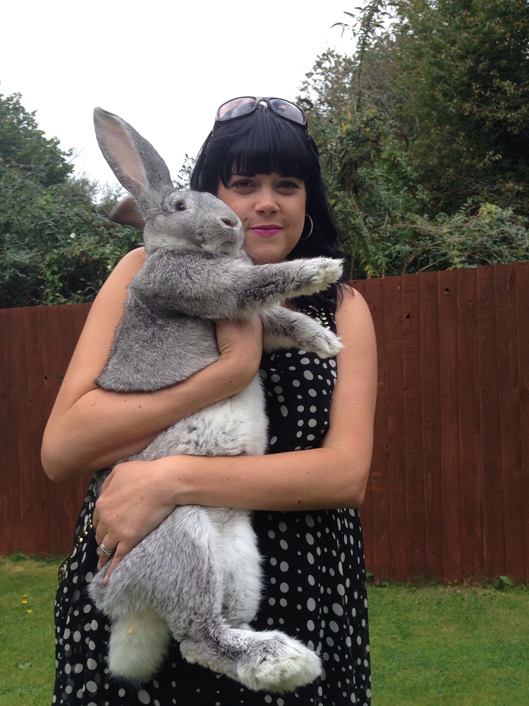 yellow continental giant rabbits