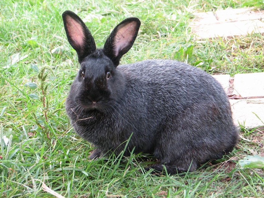 blue silver fox rabbit