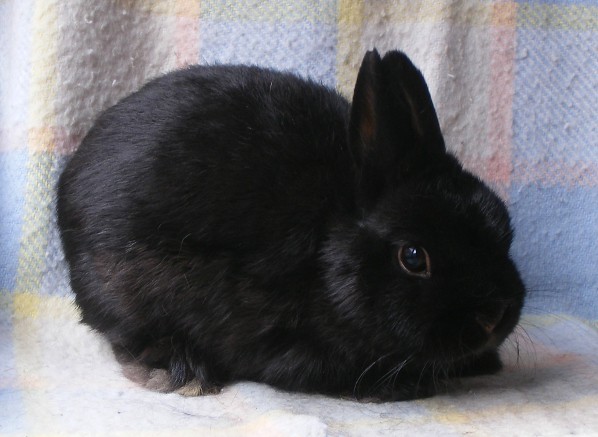 netherland dwarf rabbit black netherland dwarf rabbit black