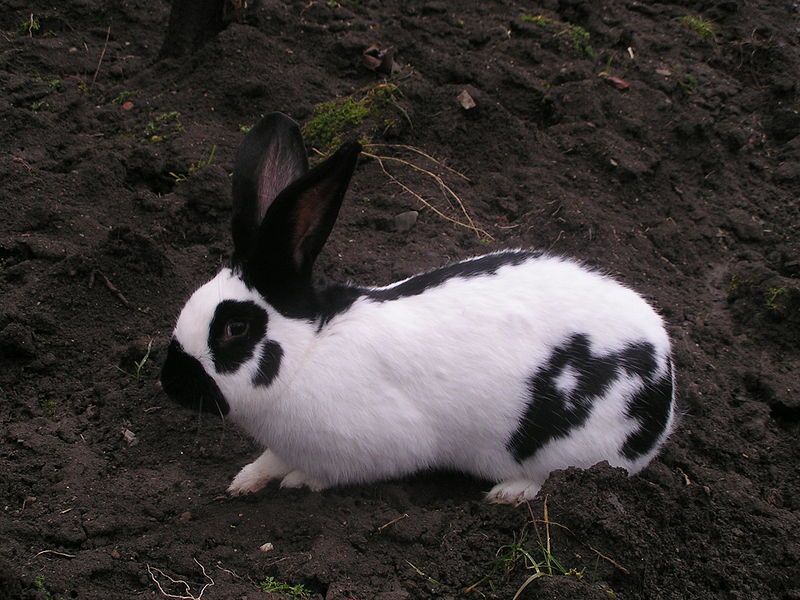 Checkered Giant Rabbit Facts, Temperament, and Care, with