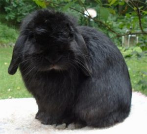 holland lop plush