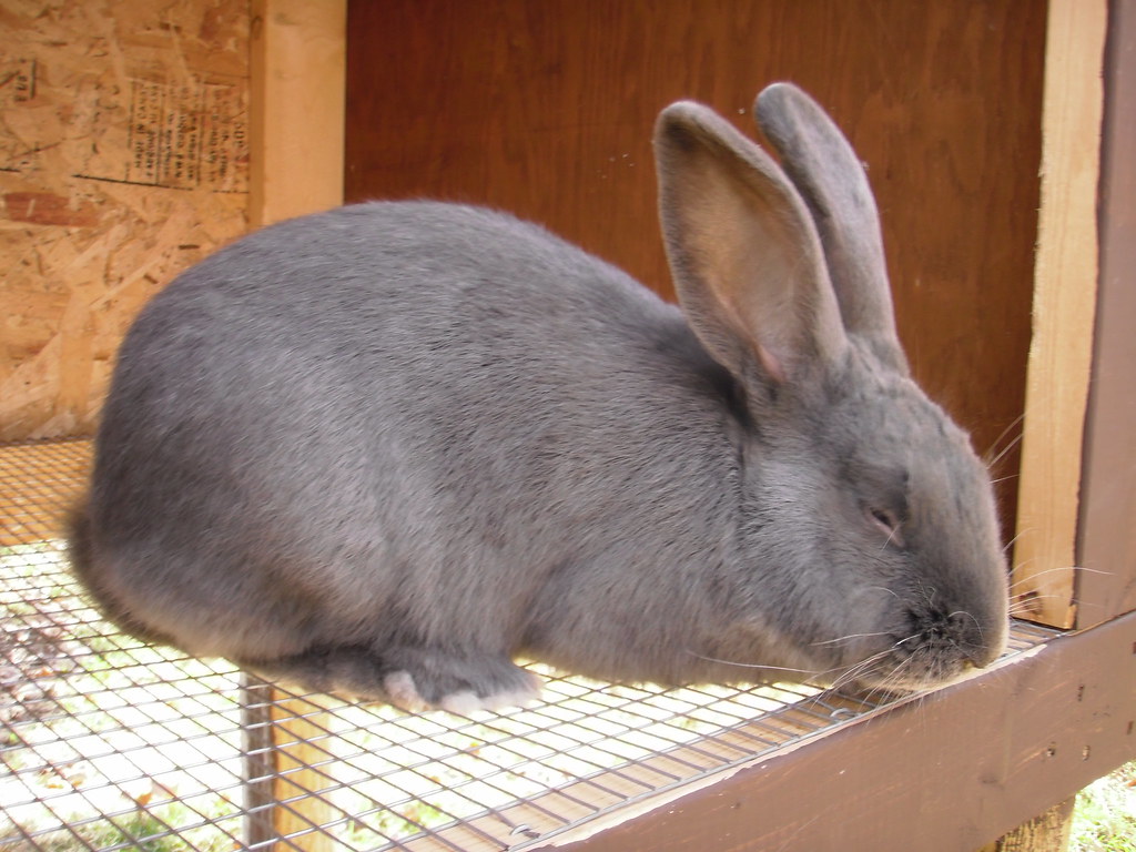 Flemish Giant Color Chart