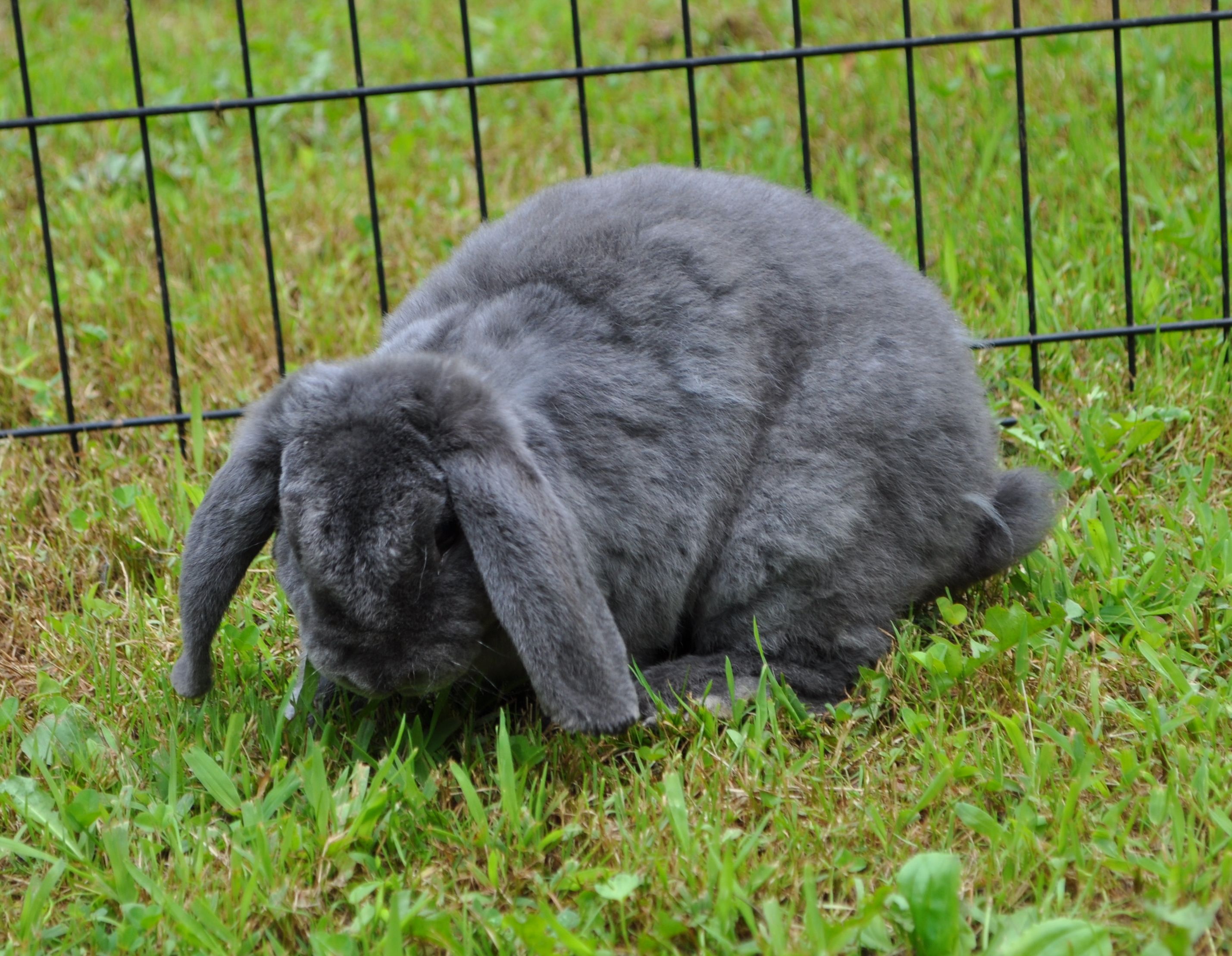plush lops