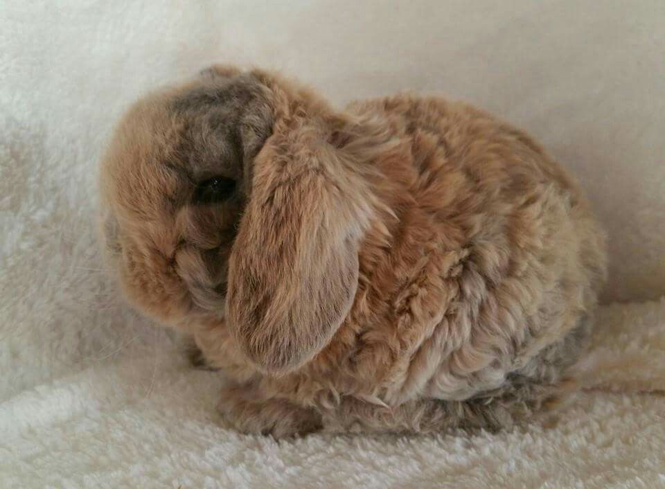 Plush Lop Rabbit Facts, Temperament, and Care, with Pictures