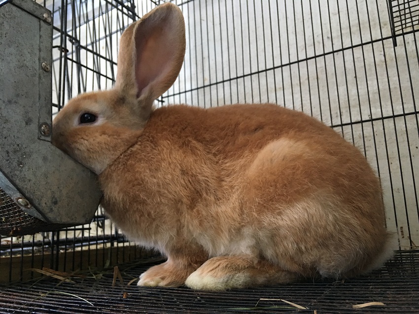 Flemish Giant Color Chart