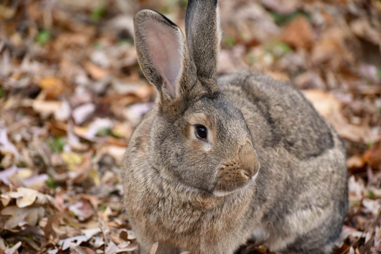 Britannia Petite Rabbit: Facts, Temperament, and Pictures