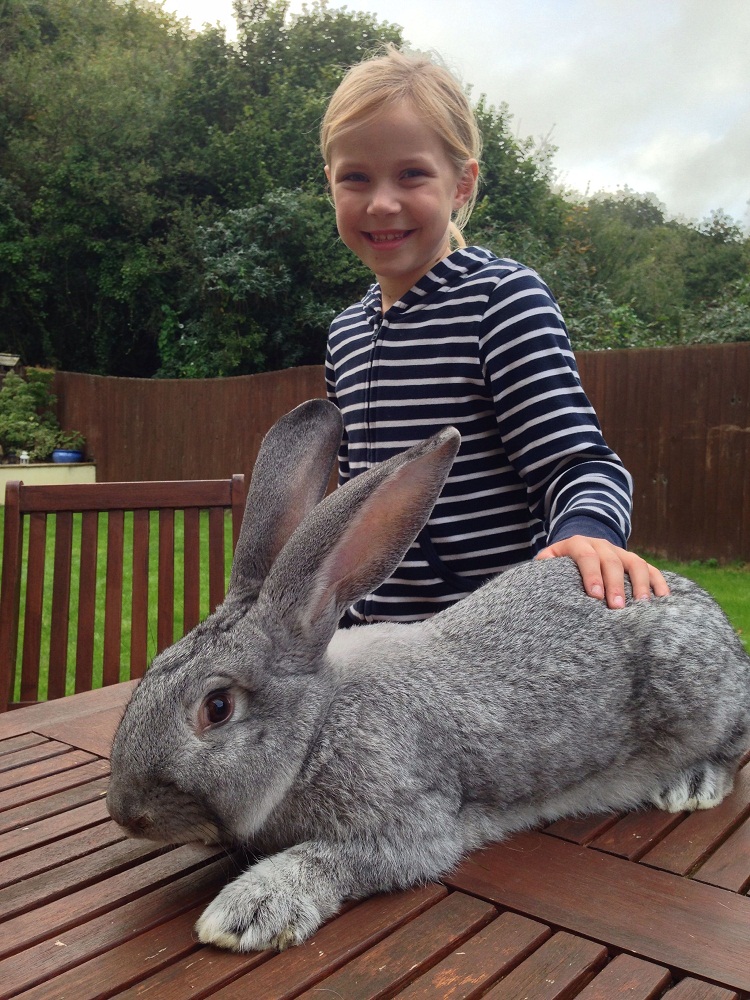 giant chinchilla rabbit