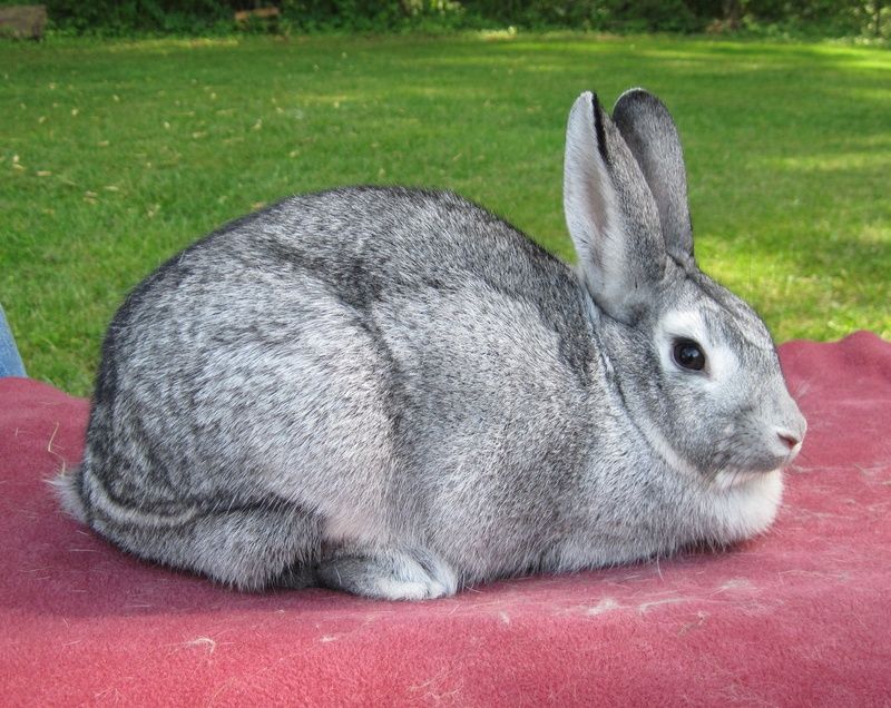 giant chinchilla rabbit