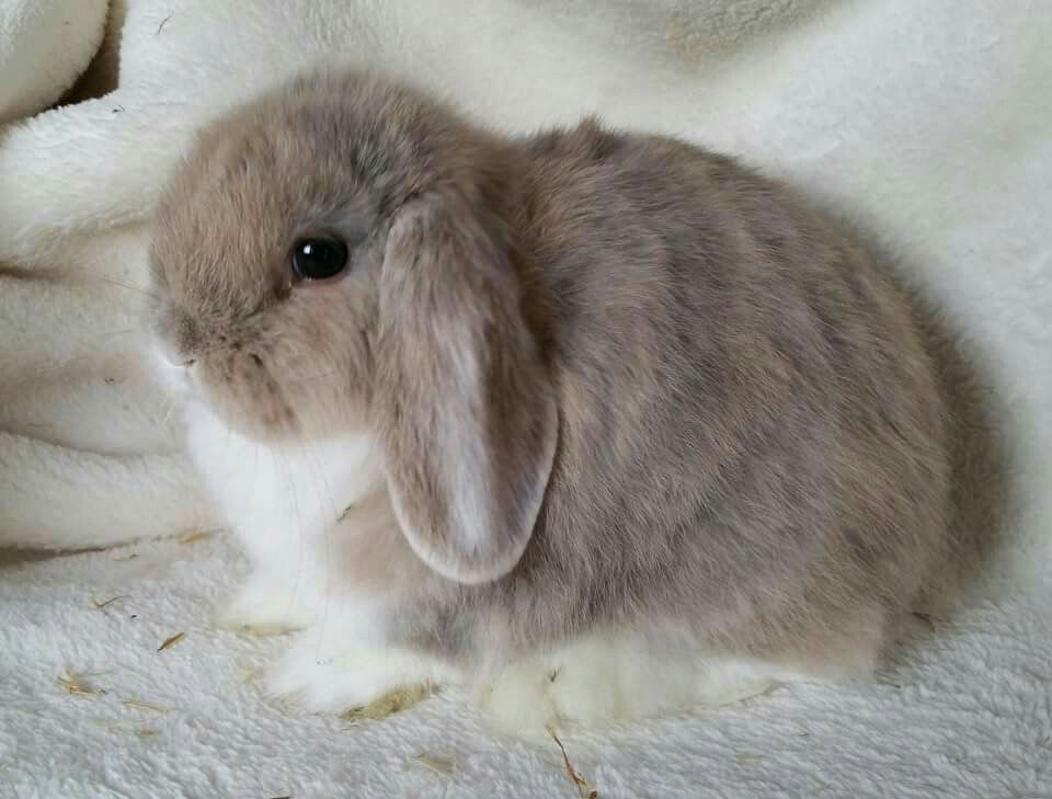 holland lop plush