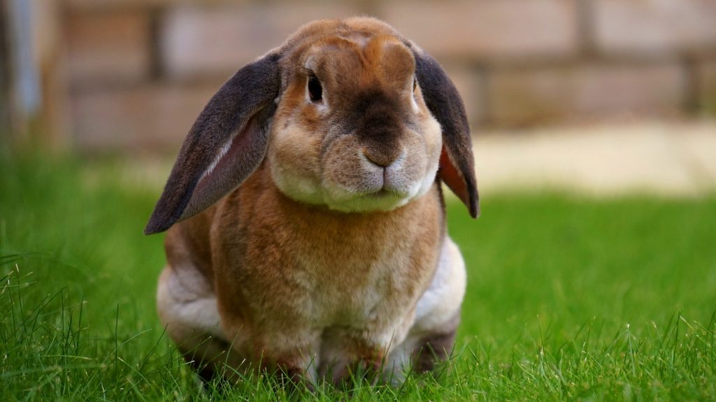 holland lop plush