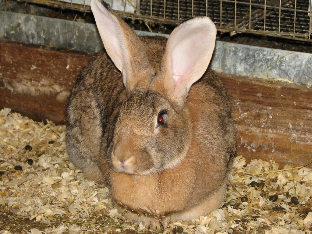 Flemish Giant Color Chart