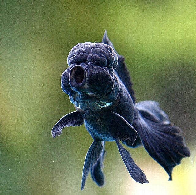 Black lionhead goldfish swimming