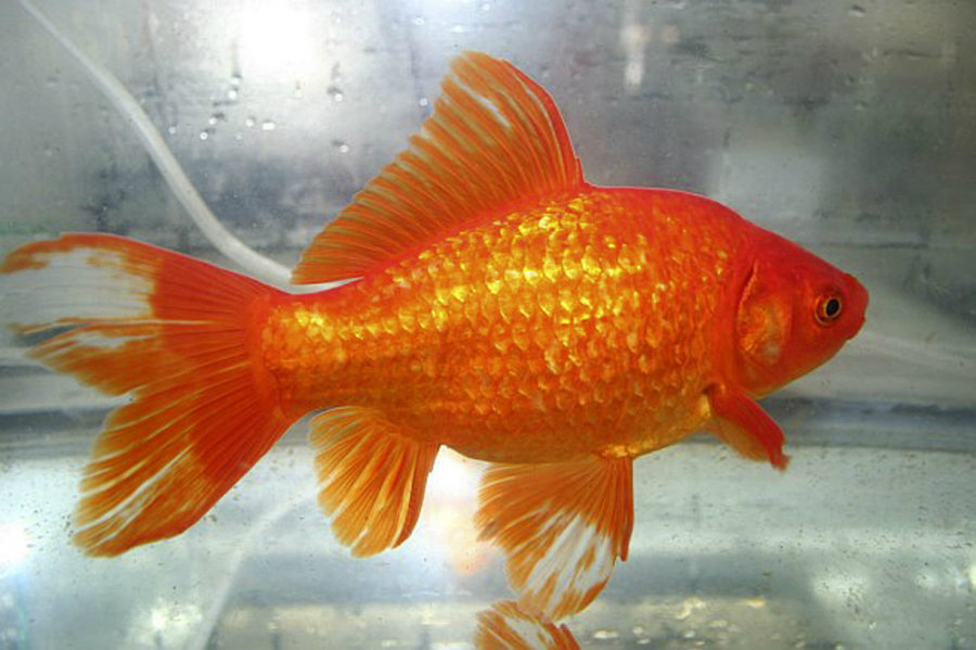 common goldfish aquarium
