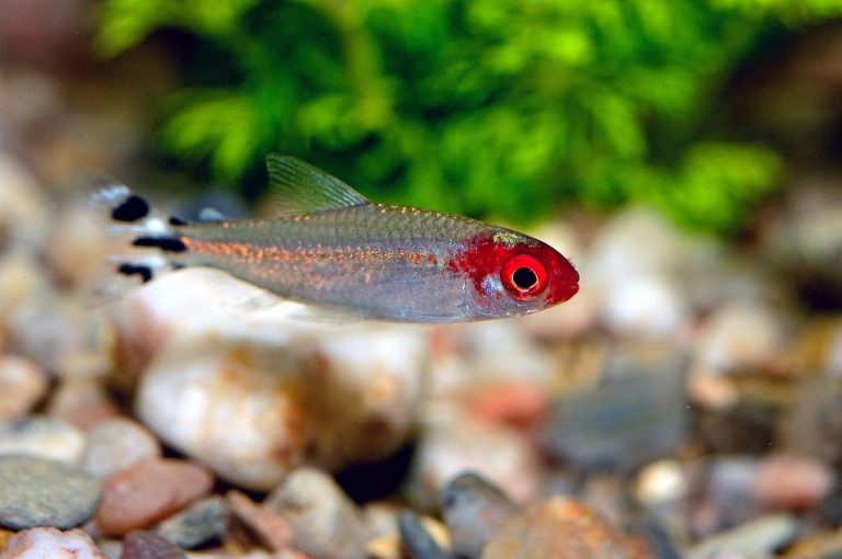 Rummy Nose Tetra Fish Info with Care Details and Pictures
