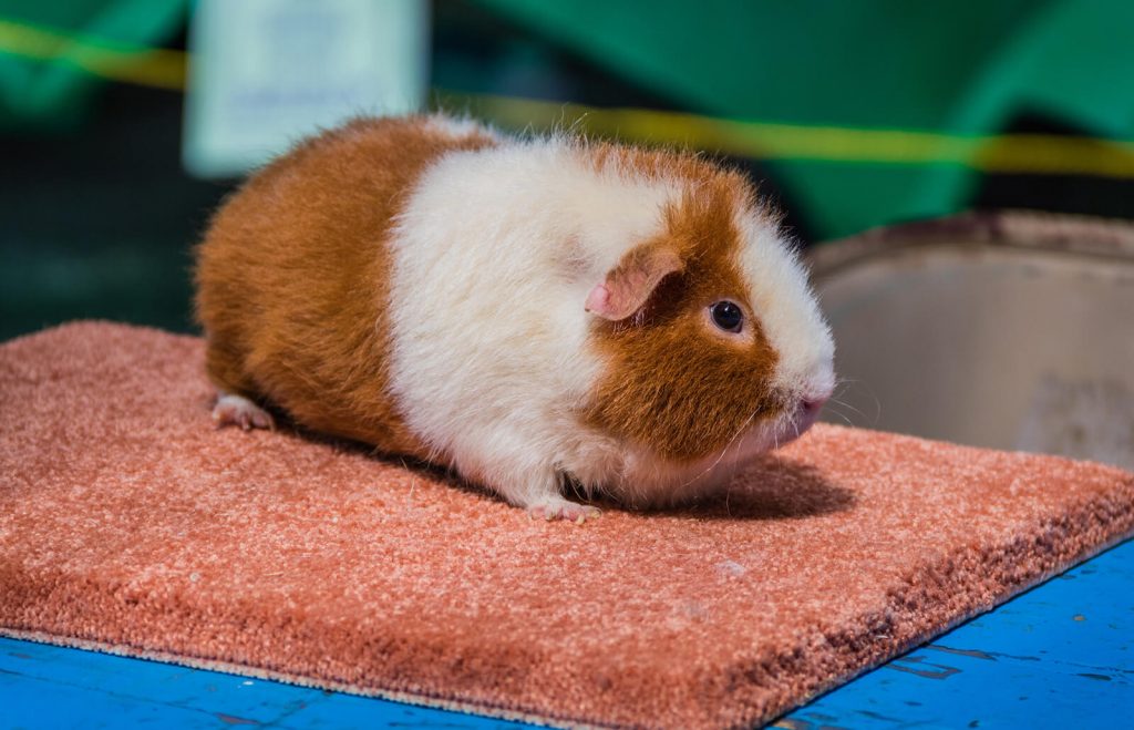 teddy guinea pig price