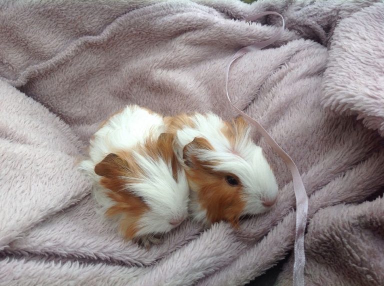 Guinea Pig Facts, Personality, Care, with Pictures