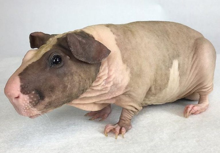 Baldwin Guinea Pig: Facts, Personality, Care, with Pictures