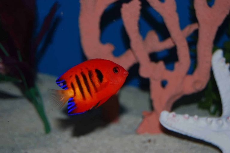 Flame Angelfish Info with Care Details and Pictures