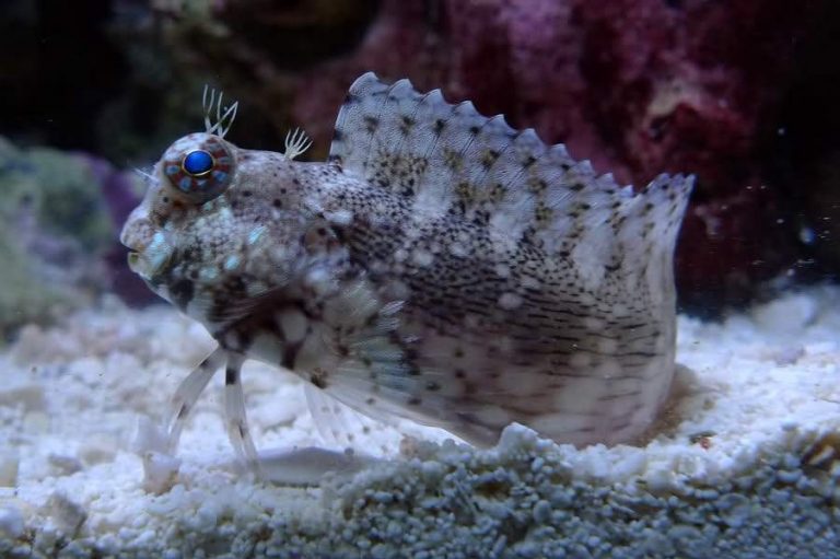 Food for Lawn Mower Blenny Diet, Care, and Aquarium Feeding Guide Food for Lawn Mower Blenny Diet, Care, and Aquarium Feeding Guide