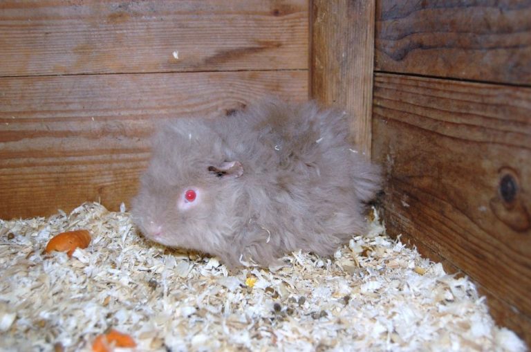 Alpaca Guinea Pig Facts, Personality, Care, with Pictures