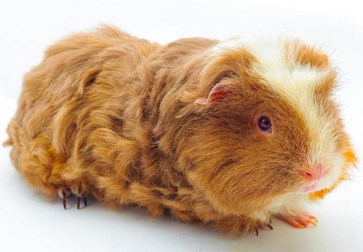 curly haired guinea pig