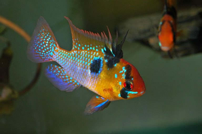 Ram Cichlid Info with Care Details and Pictures