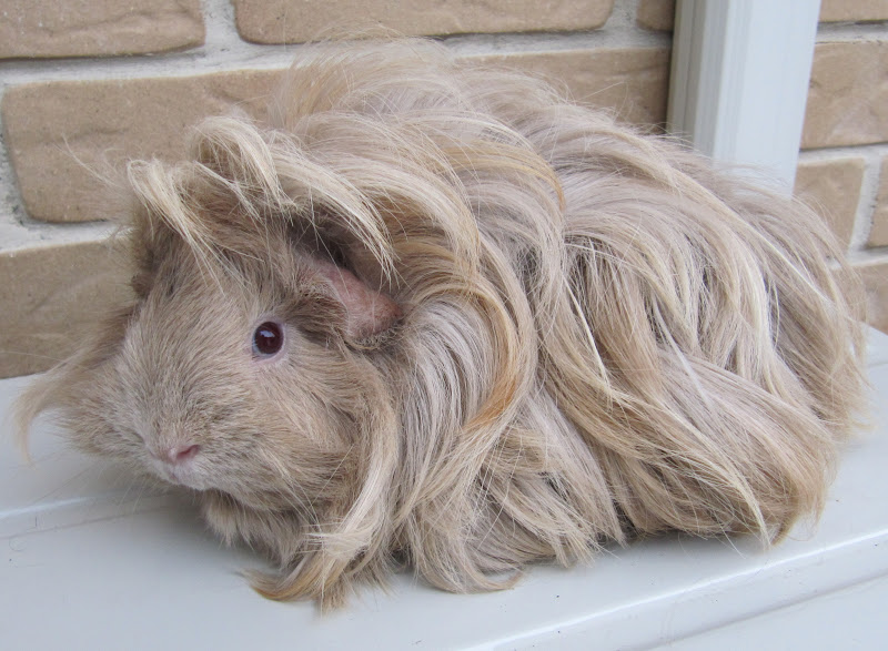 Sheba Guinea Pig: Facts, Personality, Care, Pictures