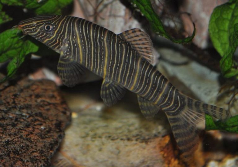 Zebra Loach Info with Care Details and Pictures