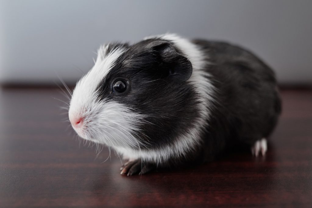 American Guinea Pig Facts, Size, Color, Lifespan, Pictures