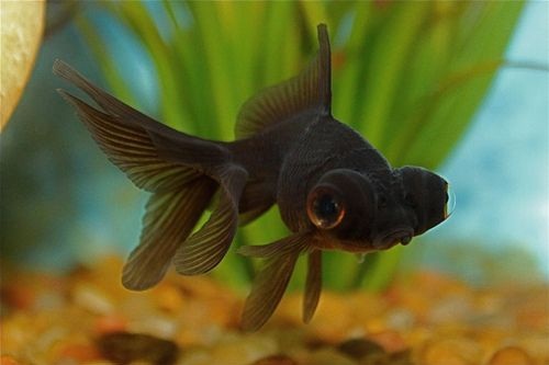 Black Moor Goldfish Info with Care Details and Pictures