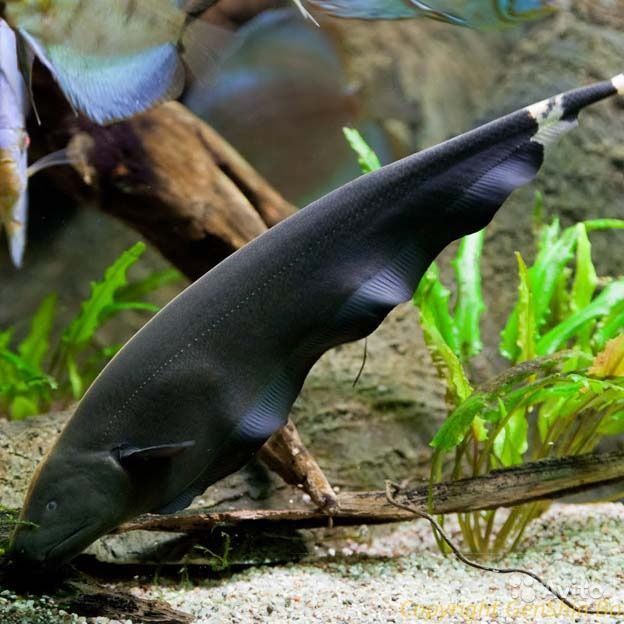 Black Ghost Knifefish: Info with Care Details and Pictures