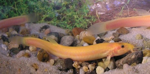 Cold Water Loach in Tank with Plants