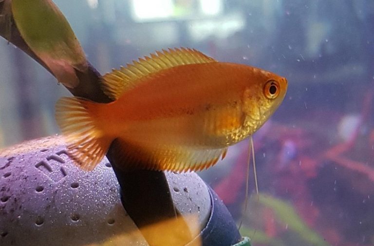 Honey Gourami Info with Care Details and Pictures
