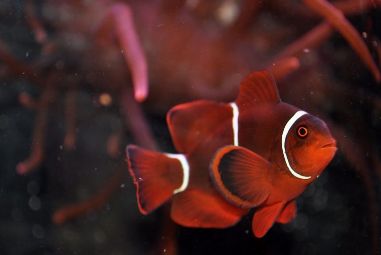 Maroon Clownfish Info with Care Details and Pictures
