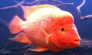 cichlid devil red