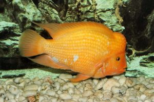 cichlid devil red fish